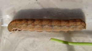 Petite chenille brune bis.JPG