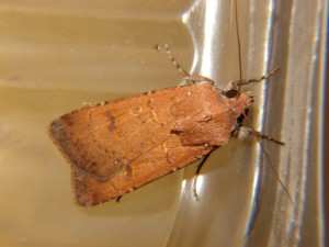 DSC06673.JPG