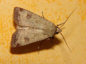 DSC06680.JPG
