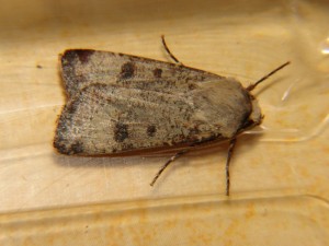 DSC06683.JPG