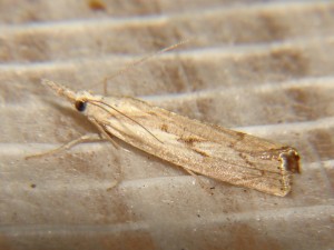 Agriphila inquinatella (2).JPG