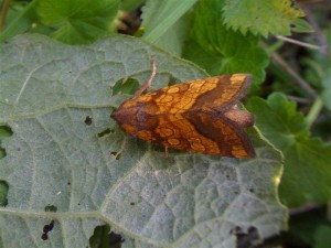Gortyna flavago 190910 1 (Medium).jpg