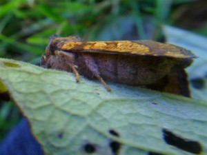 Gortyna flavago 190910 7 (Medium).jpg