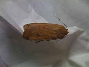 Noctua castanea 020910 (Medium).jpg