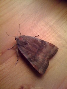 Noctua Janth... 19-08-10 3 (Medium).jpg