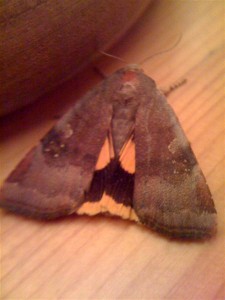 Noctua Janth... 19-08-10 6 (Medium).jpg
