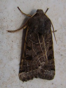 Omphaloscelis lunosa (Carvin).JPG
