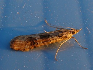 Nomophila noctuella (Carvin).JPG