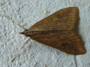 Udea ferrugalis - Brenne.JPG
