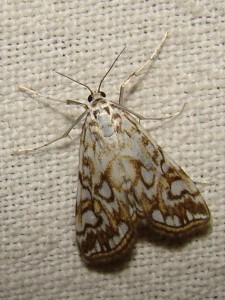 Elophila nymphaeata (Brenne).JPG