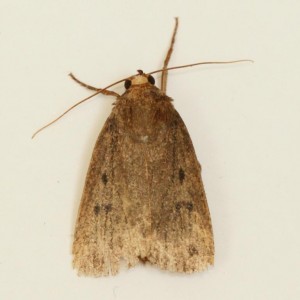 Copie de IMG_1801.jpg