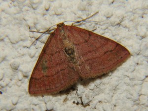 DSC06689.JPG