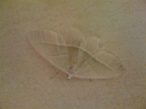 130910ehpad 006 (Medium).jpg