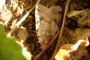 Noctuidae.JPG