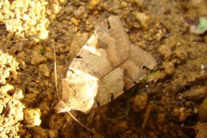 Noctuidae 20.09.2010.JPG