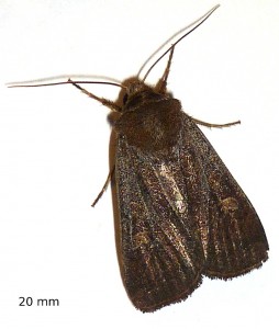 noctuelle.JPG