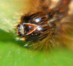 Oeufs de Noctuelle de la patience Viminia rumicis (15).JPG