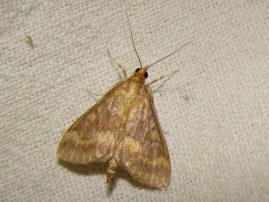 Ostrinia nubilalis - Brenne.JPG
