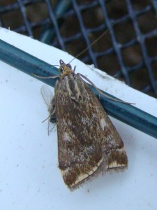 Loxostege sticticalis - Brenne.JPG