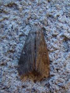 DSC04329.JPG