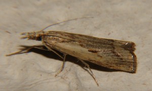 Agriphila geniculea (7).JPG