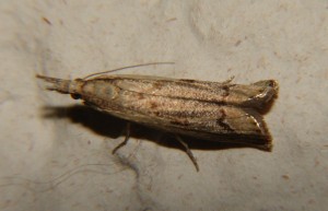 Agriphila geniculea (8).JPG