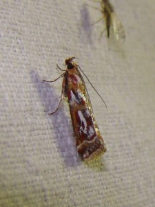DSC04133.JPG