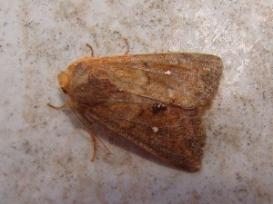 Mythimna albipuncta - Carvin.JPG