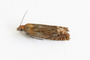 Copie de IMG_2037.jpg
