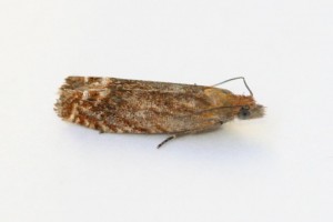 Copie de IMG_2052.jpg