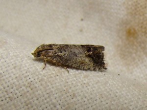 Cydia pomonella (Brenne).JPG