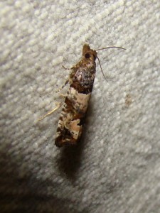 Lobesia (Brenne).JPG