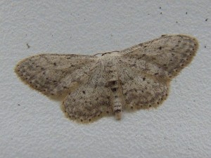 Scopula marginepunctata (Carvin).JPG