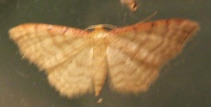 3632 Geometridae, sterrhinae, Idaea humiliata 2008.06.24 (2%).JPG