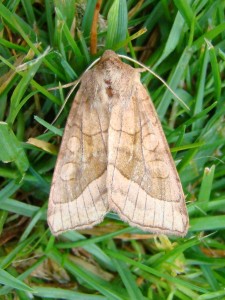 Hydraecia petasitis (Carvin).JPG