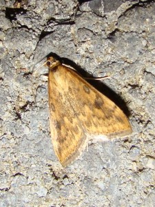 Ostrinia nubilalis (Carvin).JPG