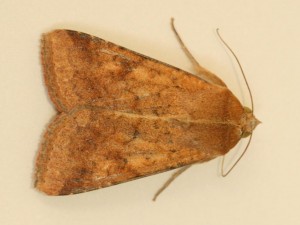 Copie de IMG_2217.jpg