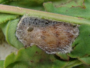 petite chenille brune chrysalide.JPG