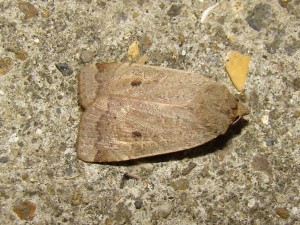 Xestia castanea (Carvin).JPG