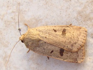 Omphaloscelis lunosa (Carvin).JPG