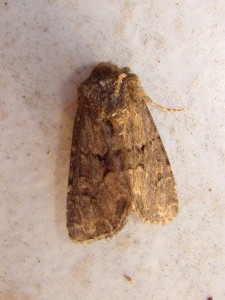 Luperina testacea - Carvin.JPG