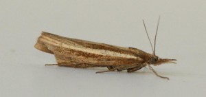 Copie de IMG_0852.jpg