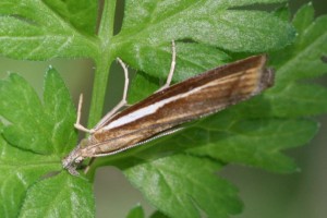 Copie de IMG_0826.jpg