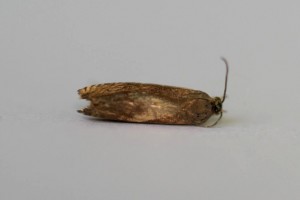 IMG_7432.jpg