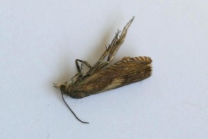 Copie de IMG_7434.jpg