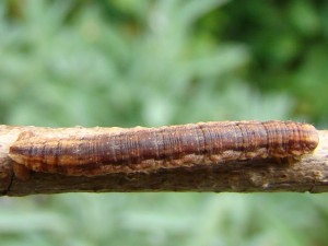 DSC03765.JPG