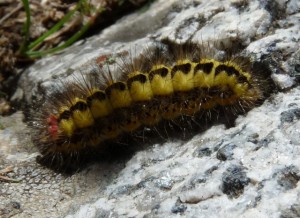 Zygaenidae Aarts Tineke 46 27092010 Durro Pyrénées espagne.jpg