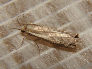 DSC06795.JPG