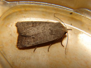 DSC06817.JPG