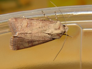 DSC06827.JPG